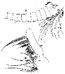 Espce Disseta palumbii - Planche 15 de figures morphologiques