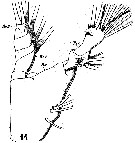 Species Disseta palumbii - Plate 16 of morphological figures