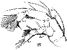 Species Disseta palumbii - Plate 18 of morphological figures