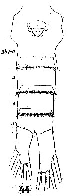 Espce Disseta palumbii - Planche 14 de figures morphologiques