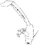 Espce Haloptilus fertilis - Planche 6 de figures morphologiques