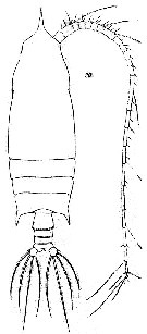 Espce Gaetanus pileatus - Planche 12 de figures morphologiques