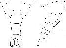 Espce Calanus australis - Planche 10 de figures morphologiques
