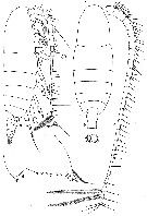 Espce Neocalanus tonsus - Planche 10 de figures morphologiques