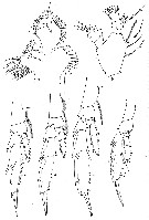 Espce Neocalanus tonsus - Planche 11 de figures morphologiques