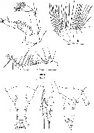 Espce Neocalanus tonsus - Planche 12 de figures morphologiques