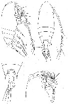 Espce Aetideus australis - Planche 8 de figures morphologiques