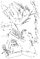 Species Aetideus australis - Plate 9 of morphological figures