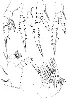 Espce Aetideus australis - Planche 10 de figures morphologiques