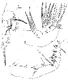 Espce Aetideus giesbrechti - Planche 8 de figures morphologiques