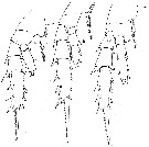Espce Aetideus giesbrechti - Planche 9 de figures morphologiques