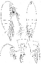 Espce Aetideus acutus - Planche 7 de figures morphologiques