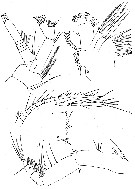 Espce Aetideus acutus - Planche 9 de figures morphologiques