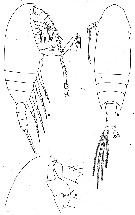 Espce Chiridius polaris - Planche 8 de figures morphologiques
