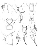 Species Paraeuchaeta sarsi - Plate 3 of morphological figures