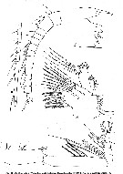 Species Chiridius polaris - Plate 11 of morphological figures