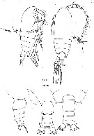 Espce Gaetanus brevispinus - Planche 15 de figures morphologiques