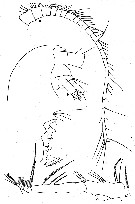 Espce Gaetanus brevispinus - Planche 16 de figures morphologiques
