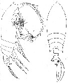 Espce Gaetanus antarcticus - Planche 6 de figures morphologiques