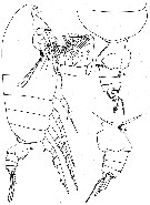 Espce Pseudochirella mawsoni - Planche 10 de figures morphologiques