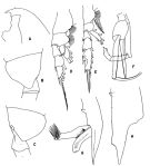 Espce Paraeuchaeta sarsi - Planche 4 de figures morphologiques