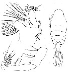 Espce Pseudochirella mawsoni - Planche 13 de figures morphologiques