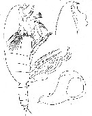 Espce Pseudochirella mawsoni - Planche 6 de figures morphologiques