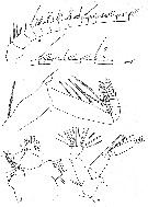 Espce Pseudochirella mawsoni - Planche 8 de figures morphologiques