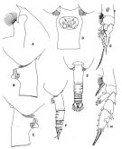 Espce Paraeuchaeta regalis - Planche 2 de figures morphologiques