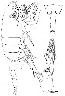 Espce Paraeuchaeta biloba - Planche 9 de figures morphologiques