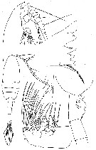Espce Paraeuchaeta biloba - Planche 10 de figures morphologiques