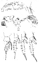Espce Paraeuchaeta biloba - Planche 11 de figures morphologiques