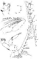 Species Paraeuchaeta biloba - Plate 14 of morphological figures