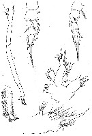 Espce Onchocalanus magnus - Planche 10 de figures morphologiques
