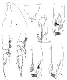 Espce Paraeuchaeta regalis - Planche 3 de figures morphologiques