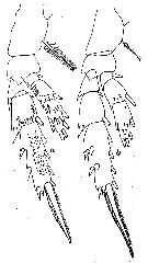 Espce Mixtocalanus vervoorti - Planche 4 de figures morphologiques