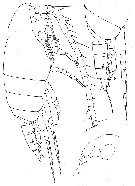 Species Mixtocalanus alter - Plate 7 of morphological figures