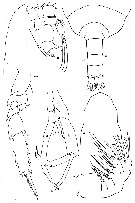 Espce Mixtocalanus alter - Planche 8 de figures morphologiques