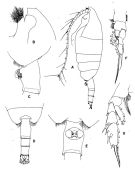 Espce Paraeuchaeta parvula - Planche 2 de figures morphologiques