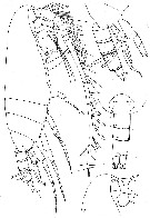 Espce Racovitzanus antarcticus - Planche 6 de figures morphologiques