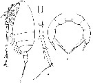 Espce Racovitzanus antarcticus - Planche 8 de figures morphologiques