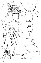 Espce Amallothrix dentipes - Planche 7 de figures morphologiques