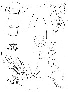 Espce Amallothrix dentipes - Planche 8 de figures morphologiques