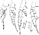 Espce Amallothrix dentipes - Planche 10 de figures morphologiques
