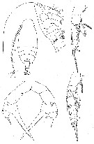 Espce Amallothrix dentipes - Planche 5 de figures morphologiques