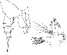 Espce Amallothrix dentipes - Planche 6 de figures morphologiques