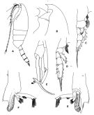 Espce Paraeuchaeta parvula - Planche 3 de figures morphologiques