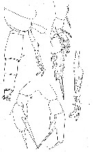 Espce Scaphocalanus farrani - Planche 10 de figures morphologiques