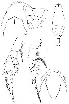Species Scaphocalanus affinis - Plate 6 of morphological figures
