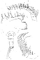Espce Temorites brevis - Planche 4 de figures morphologiques